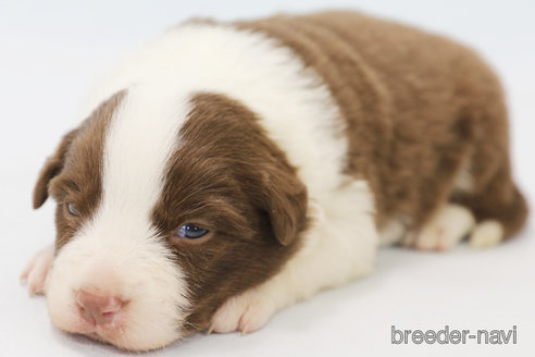 成約済の神奈川県のボーダーコリー-369083の6枚目